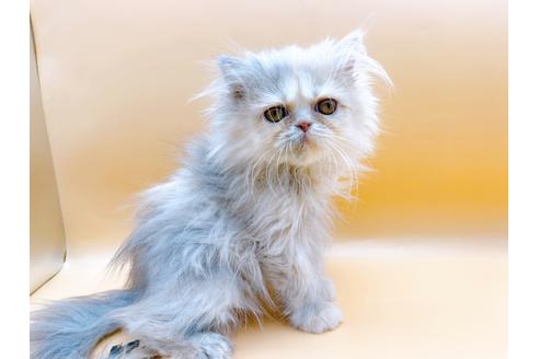 成約済の東京都のエキゾチックロングヘア-20342の12枚目