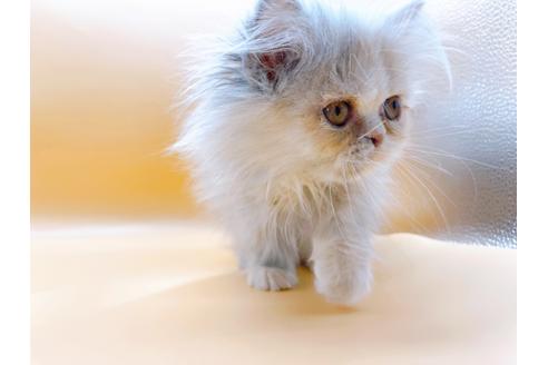 成約済の東京都のエキゾチックロングヘア-20342の11枚目