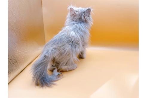 成約済の東京都のエキゾチックロングヘア-20342の10枚目