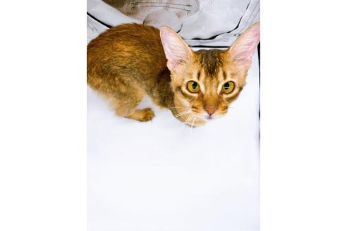 成約済の東京都のソマリ-21943の6枚目