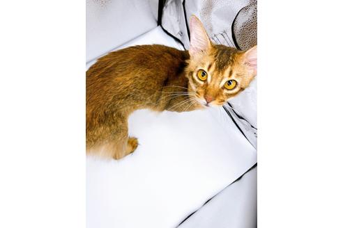 成約済の東京都のソマリ-21943の2枚目