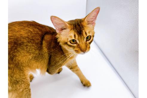 成約済の東京都のソマリ-21943の3枚目