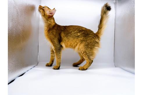 成約済の東京都のソマリ-21943の4枚目