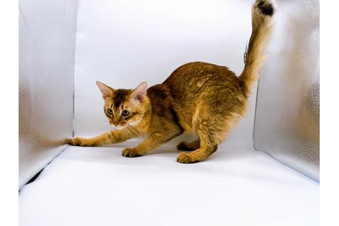 成約済の東京都のソマリ-21943の5枚目