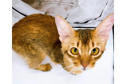 成約済の東京都のソマリ-21943の1枚目