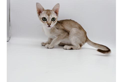 成約済の東京都のシンガプーラ-22570