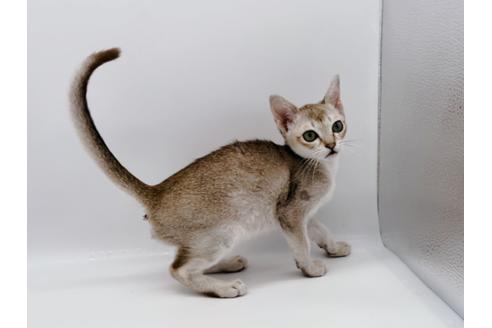 成約済の東京都のシンガプーラ-22570の2枚目