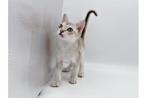 成約済の東京都のシンガプーラ-22570の3枚目