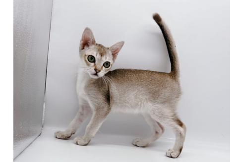 成約済の東京都のシンガプーラ-22570の4枚目