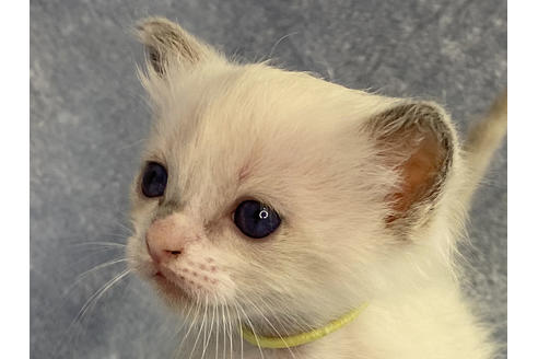 成約済の奈良県のラグドール-22549の1枚目