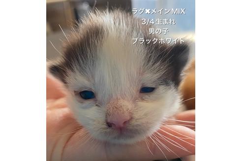 成約済の兵庫県のその他の猫種-22598