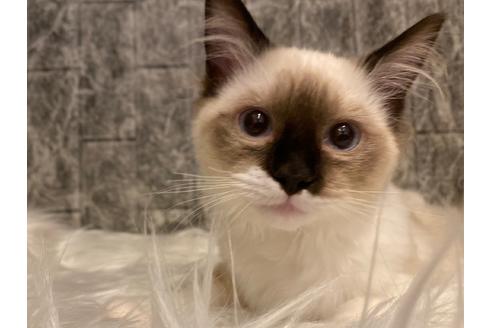 成約済の東京都のラグドール-22071