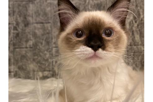 成約済の東京都のラグドール-22071の5枚目