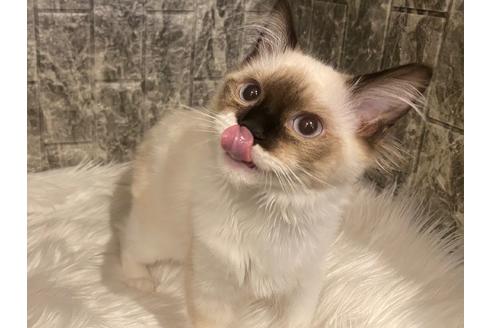 成約済の東京都のラグドール-22071の4枚目