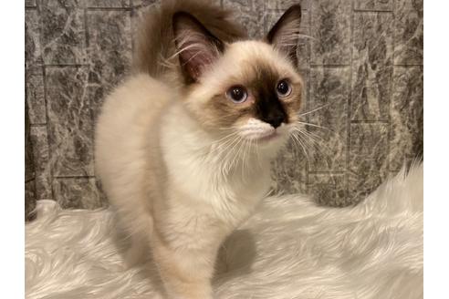 成約済の東京都のラグドール-22071の3枚目