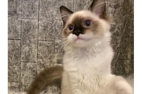 成約済の東京都のラグドール-22071の2枚目