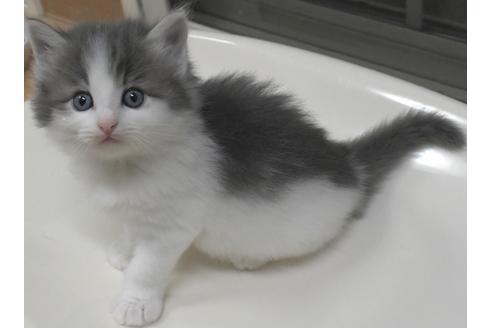 成約済の茨城県のノルウェージャンフォレストキャット-21871の2枚目