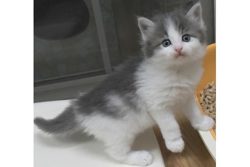成約済の茨城県のノルウェージャンフォレストキャット-21871の1枚目