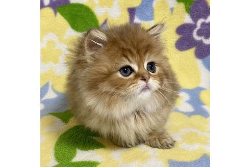 成約済の神奈川県のペルシャ(チンチラ)-21751の5枚目