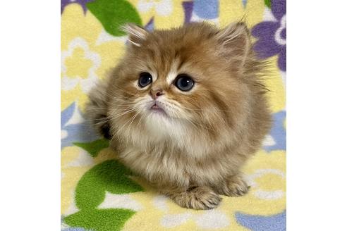 成約済の神奈川県のペルシャ(チンチラ)-21751の4枚目
