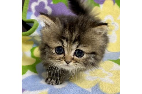 成約済の神奈川県のミヌエット-21774の3枚目