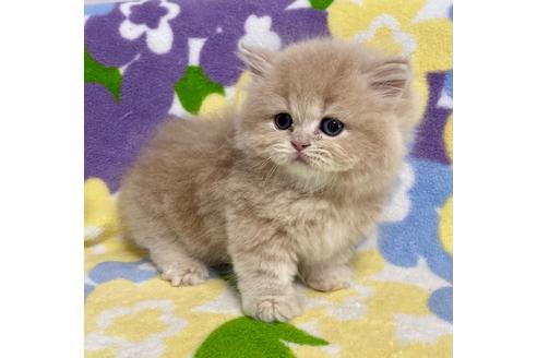 成約済の神奈川県のミヌエット-22063の3枚目