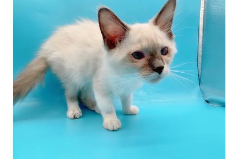 成約済の東京都のラグドール-22758の8枚目