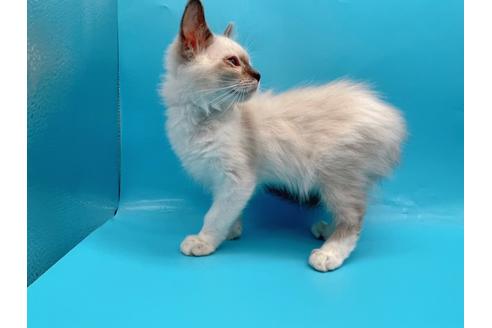 成約済の東京都のラグドール-22758の5枚目