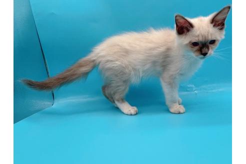 成約済の東京都のラグドール-22758の4枚目