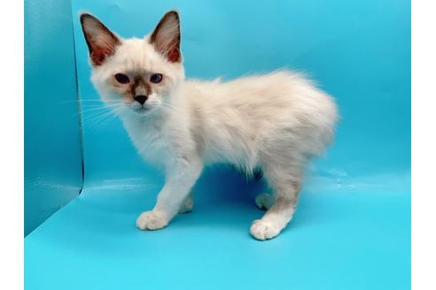 成約済の東京都のラグドール-22758の1枚目