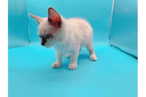 成約済の東京都のラグドール-22758の6枚目