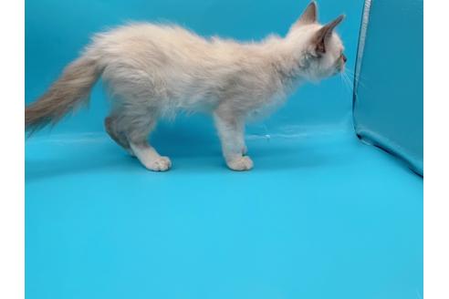 成約済の東京都のラグドール-22758の7枚目