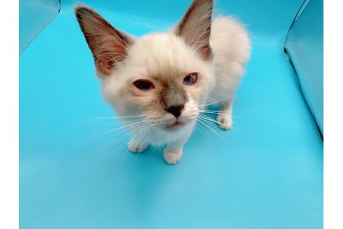 成約済の東京都のラグドール-22758の3枚目