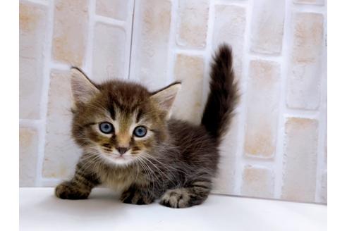 成約済の東京都のマンチカン-23008の19枚目