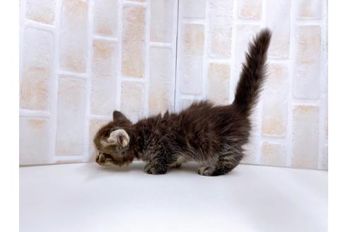 成約済の東京都のマンチカン-23008の14枚目