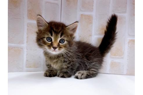 成約済の東京都のマンチカン-23008の13枚目