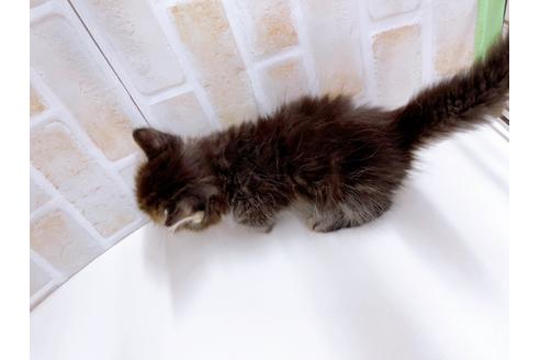 成約済の東京都のマンチカン-23008の12枚目