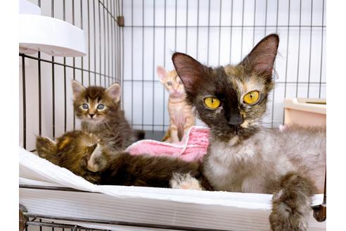 成約済の東京都のマンチカン-23008の9枚目