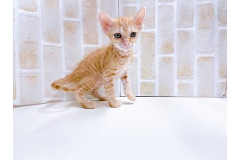 成約済の東京都のその他の猫種-23007の26枚目