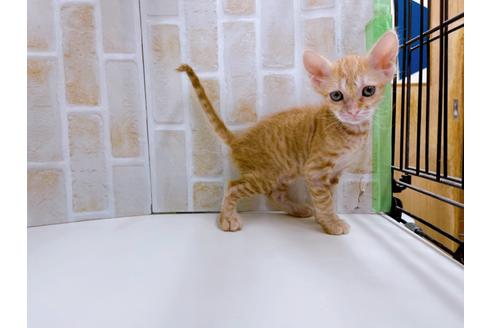 成約済の東京都のその他の猫種-23007の30枚目