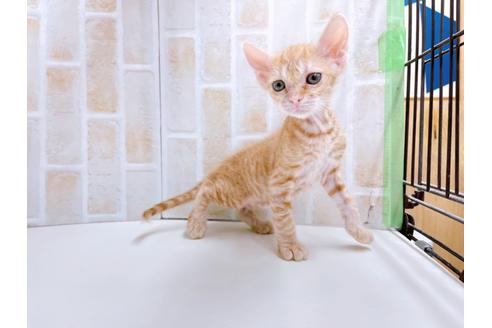 成約済の東京都のその他の猫種-23007の29枚目