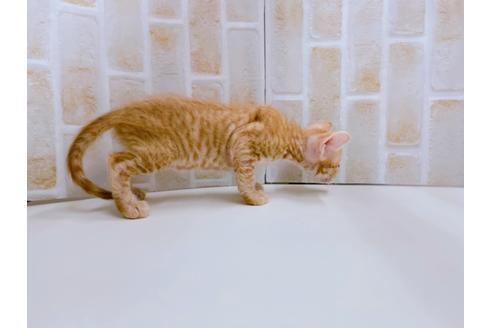 成約済の東京都のその他の猫種-23007の28枚目