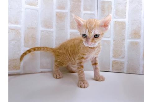 成約済の東京都のその他の猫種-23007の27枚目