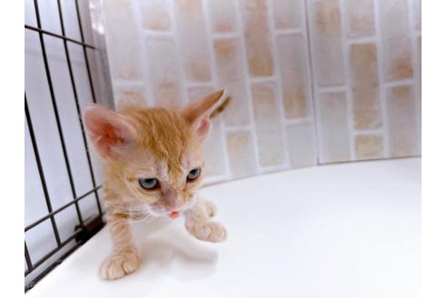 成約済の東京都のその他の猫種-23007の25枚目