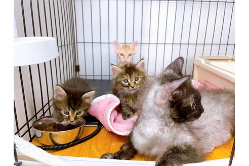 成約済の東京都のその他の猫種-23007の23枚目