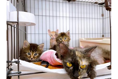 成約済の東京都のその他の猫種-23007の22枚目