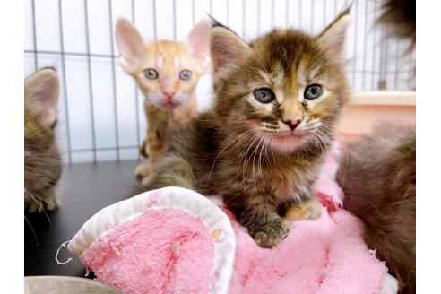 成約済の東京都のその他の猫種-23007の21枚目