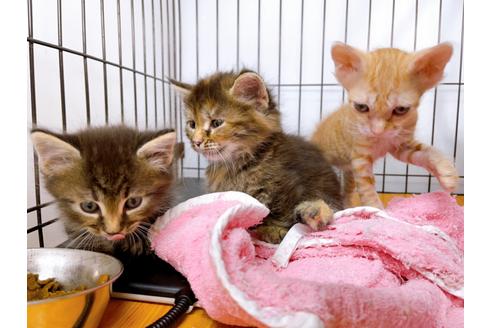 成約済の東京都のその他の猫種-23007の20枚目