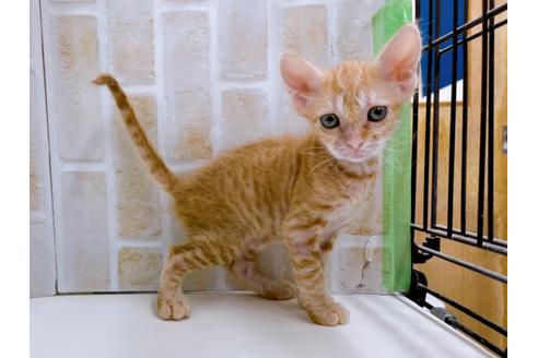 成約済の東京都のその他の猫種-23007の19枚目