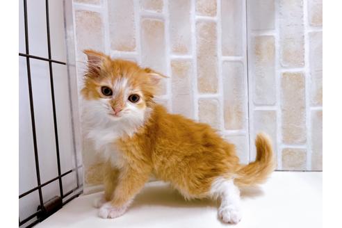 成約済の東京都のスコティッシュフォールド-23005の25枚目